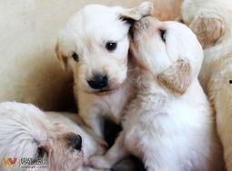 狗狗喂奶视频,母爱满满，萌态可掬