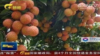 无生老母大哭灵山视频,一场震撼心灵的感人视频